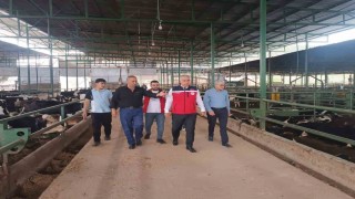 Kurban Bayramı öncesi hayvan satış yerlerinde sıkı denetim