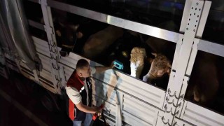 Kurban Bayramı öncesi İstanbulda sevk noktalarında yoğun mesai