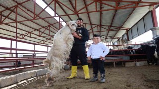 Kurban mesaisinde rekor heyecanı: 140 kilogramlık dev keçi