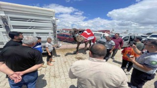 Kurban pazarının gözdesi deve 330 bin TLye satıldı