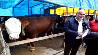 Kurban pazarının Paşası 1,3 tonluk boğa