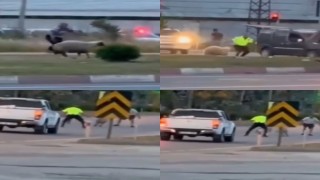 Kurbanlık koyun kaçtı, polislerin yardımıyla yakalandı