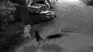 Kurtlar, indikleri köyde köpeği boğdu