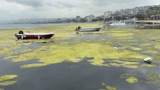 Kurupelit Marinadaki deniz marulu sorununa neşter: 345 bin metreküp dip çamuru temizlenecek