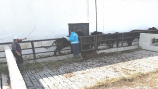 Kütahyada ithal besilik danaların aşılama ve sağlık kontrolleri yapıldı