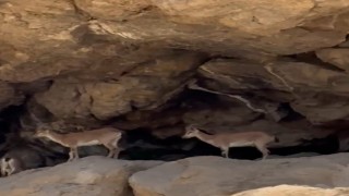 Malatyada dağ keçileri görüntülendi