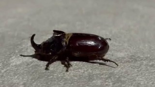 Malatyada dünyanın en güçlü böceği görüldü