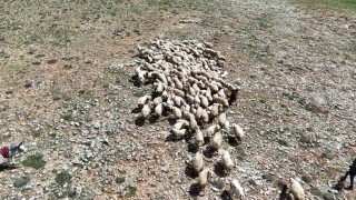 Malatyada küçükbaş hayvanlar meralarla buluştu