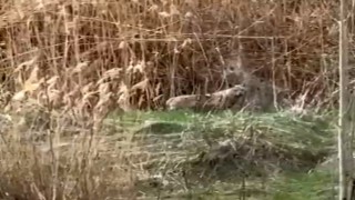 Malatyada kurtlar yerleşim yerine indi