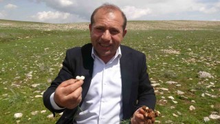 Malatyada yüksek rakımlı bölgelerde çiğdem mesaisi