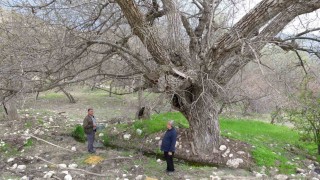 Malatyadaki 270 yıllık ceviz ağacı zamana direniyor