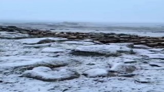 Mayıs sonunda Karsa kış geri döndü, eksi 5 derecede kar sürprizi
