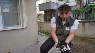 Mazgalda sıkışan kedi yavruları kurtarıldı