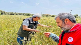 Menteşede ekipler sahada hastalık ve süne denetiminde