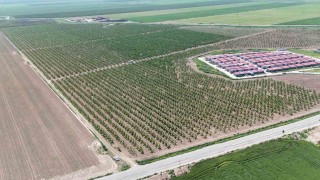Mesaileri başlayan tarım işçileri, Amik Ovasında bin 100 TL yevmiye alacak