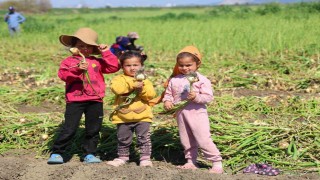 Mevsimlik tarım işçisi ailelerin çocukları okula gitmek yerine tarlada