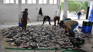 Muğla ihracatta Ege Bölgesinde 4üncü il