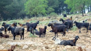 Muğlada Kurban satışında hareketlilik başladı