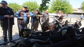 Muğlada kurbanlık satışları devam ediyor