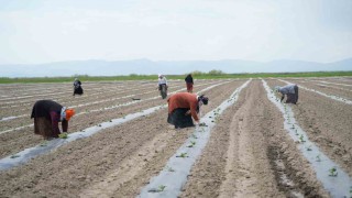 Muşta aromasıyla öne çıkan karpuzun ekimine başlandı