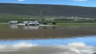 Muşta şiddetli yağış sonrası köy sular altında kaldı