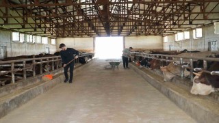 Muştan batı illerine 50 bin kurbanlık hayvan sevk edilecek