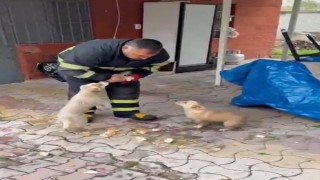 Niğdede baraj taşkınında mahsur kalan 2 yavru köpek itfaiye ekiplerince kurtarıldı