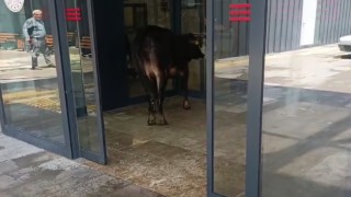 Nizipte kaçan kurbanlık dana soluğu acil serviste aldı