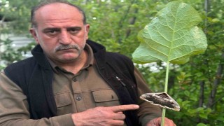 Oltuda baykuş kelebeği görüntülendi