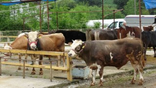 Orduda besiciler, gurbetçilerin yolunu gözlüyor