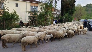Orduda koyunların yayla yolculuğu