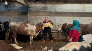 Orduda kurbanlık hayvan pazarlarında hareketlilik başladı
