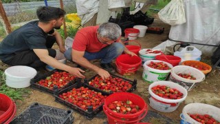 Organik çilek üreticileri pazar için destek bekliyor