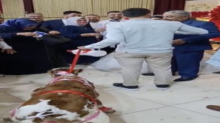 Osmaniyede damada düğünde altın yerine buzağı verildi