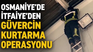 Osmaniye’de İtfaiye’den Güvercin Kurtarma Operasyonu