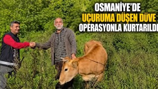 Osmaniye’de Uçuruma Düşen Düve Operasyonla Kurtarıldı