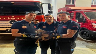 Otomobilin motoruna sıkışan yavru köpeği itfaiye kurtardı