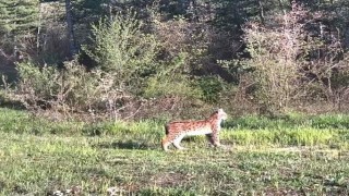 Ovacıkta nadir tür vaşak fotokapana yansıdı