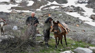 Pancar toplamak için dağ bayır demeden geziyorlar