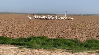Pelikan sürüsünü tarlada gören çiftçilerin tarifi ilgi çekti