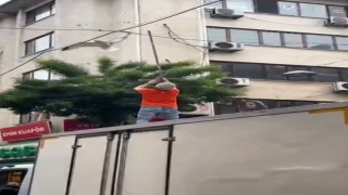 Pendikte elektrik tellerine takılan martı kurtarıldı