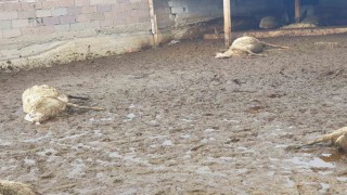 Polatlıda kurt saldırısı: 15 koyun telef oldu