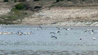 Porsuk Barajında leylek ve ördekler görsel şölen oluşturdu