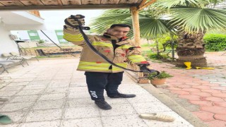 Reyhanlıda eve giren yılanı itfaiye yakaladı