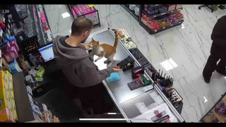 Rizede kedi ile esnafın dostluğu