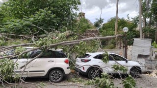 Rüzgarda devrilen ağaç park halindeki araçlara zarar verdi