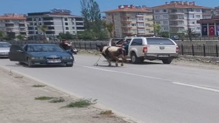 Saatlerce peşinden koştular: Kurbanlık dana ilçeyi birbirine kattı