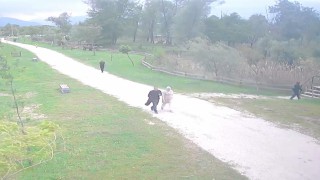 Sakaryada gölette cesedi bulunan Rukiyenin son anları kamerada