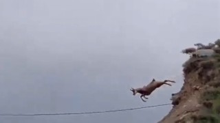Şamuanın uzun atlayışı kameralara yansıdı