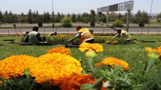 Şanlıurfa çiçeklerle donatıldı